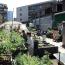 Urban vegetable gardens in Anderlecht - &copy;Brussels Greenfields